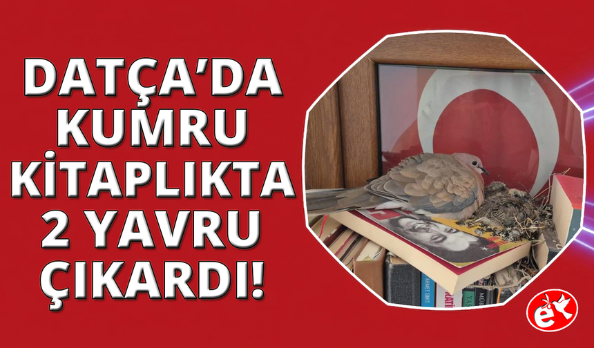 Datça'da kumrular bir evin kitaplığına yuva yaptı
