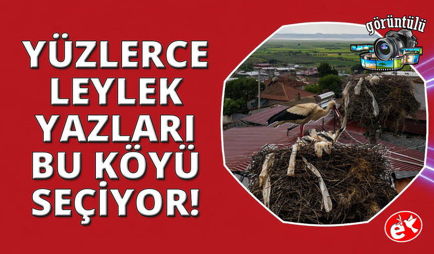 Manisa'da leylekler bir mahalleyi adeta mesken tuttu