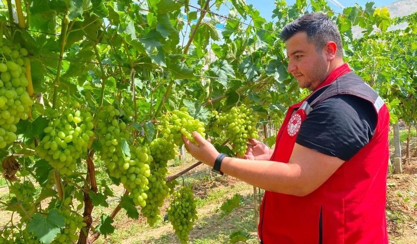 Sarıgöl’de erkence üzüm hasat dönemi yaklaşıyor