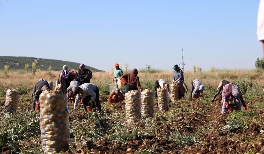 Hasadı başlayan patates fiyatıyla üreticilerin yüzünü güldürdü
