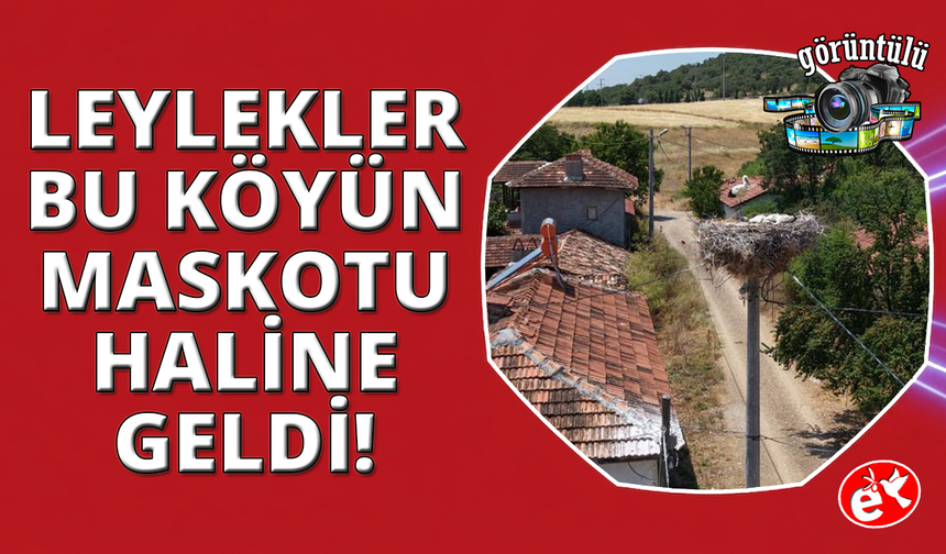 Kütahya'da leylekler bu köyün maskotu oldu