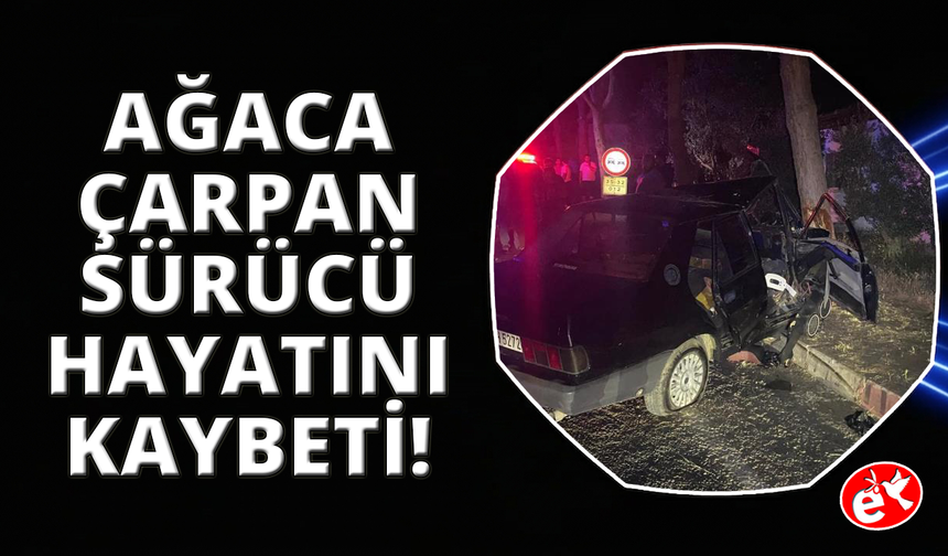 Köpeğe çarpmamak için ağaca çarpan sürücü hayatını kaybettti