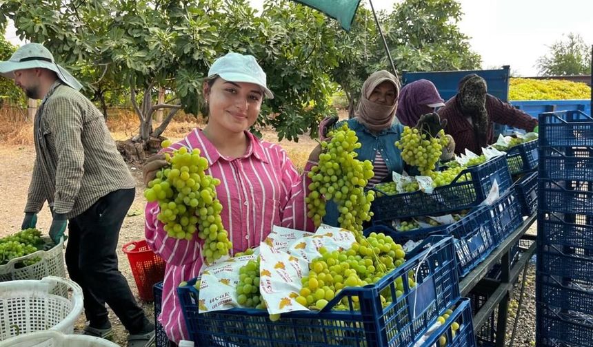 Buldan’da sezonun ilk üzüm hasadı gerçekleştirildi