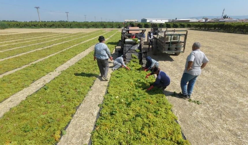 Üzüm üreticisini fire korkusu sardı