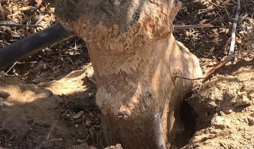 Tarla fareleri incir ve zeytin ağaçlarına zarar veriyor