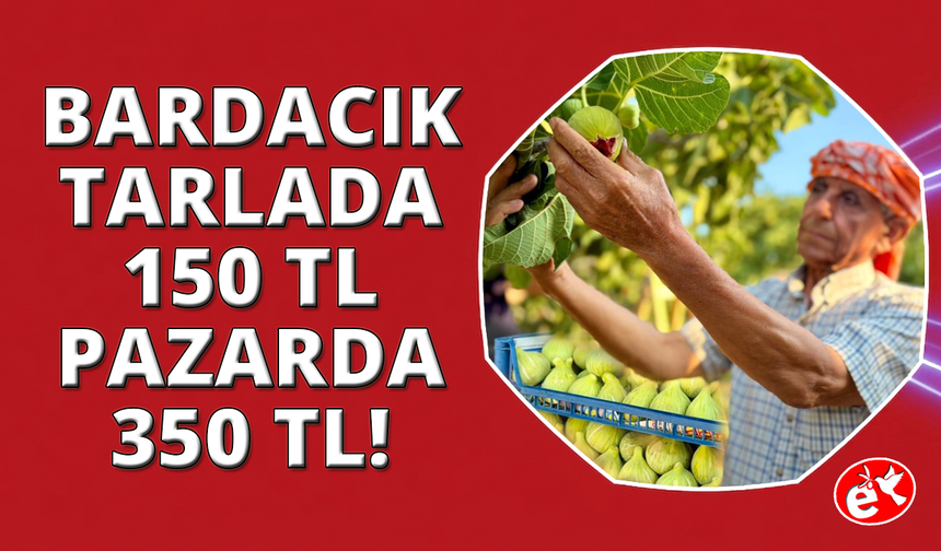 İzmir'de "Bardacık İnciri"mevsimi başladı