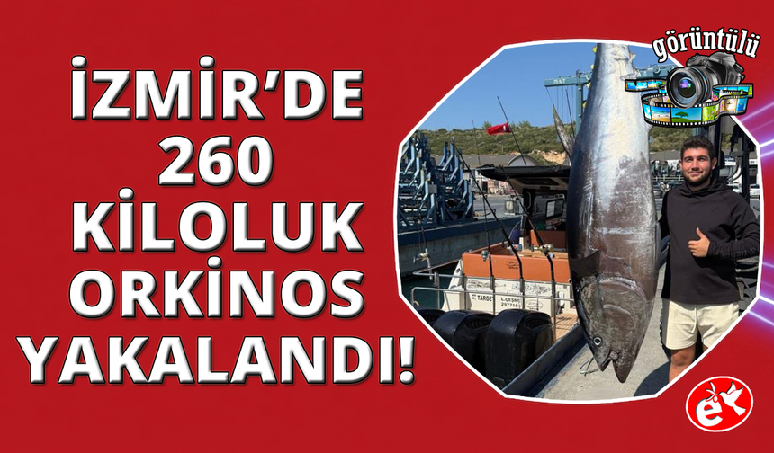 İzmir'de 260 kiloluk dev orkinos yakalandı