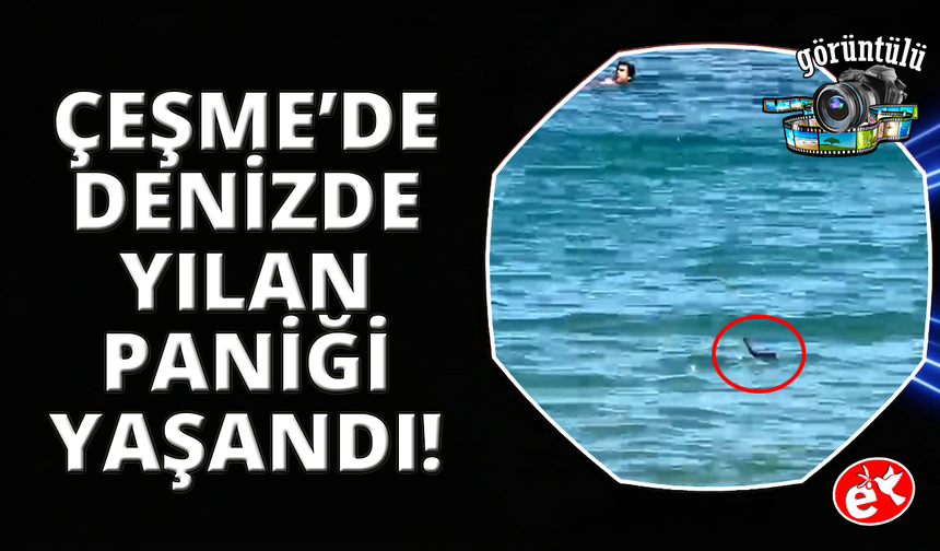 Çeşme’de denizde yılan paniği