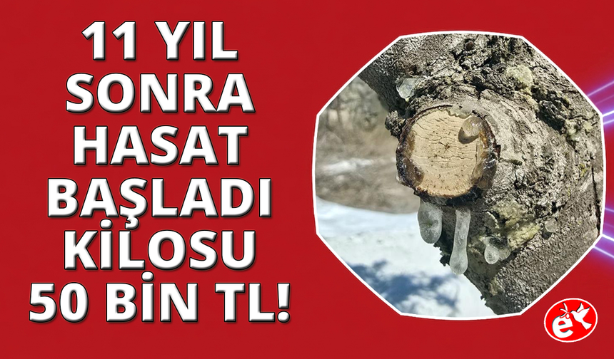 11 yıl sonra hasat başladı: Kilosu 50 bin lira