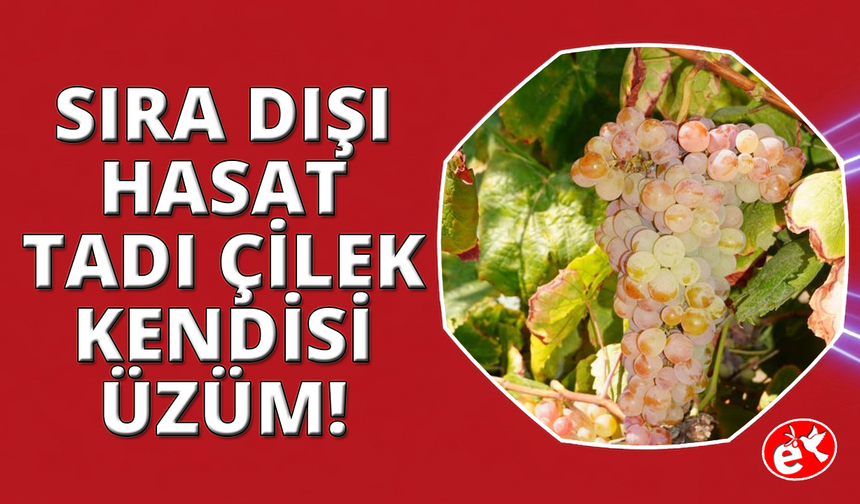 Manisa'da sırda dışı hasat: Tadı çilek,  kendisi üzüm!