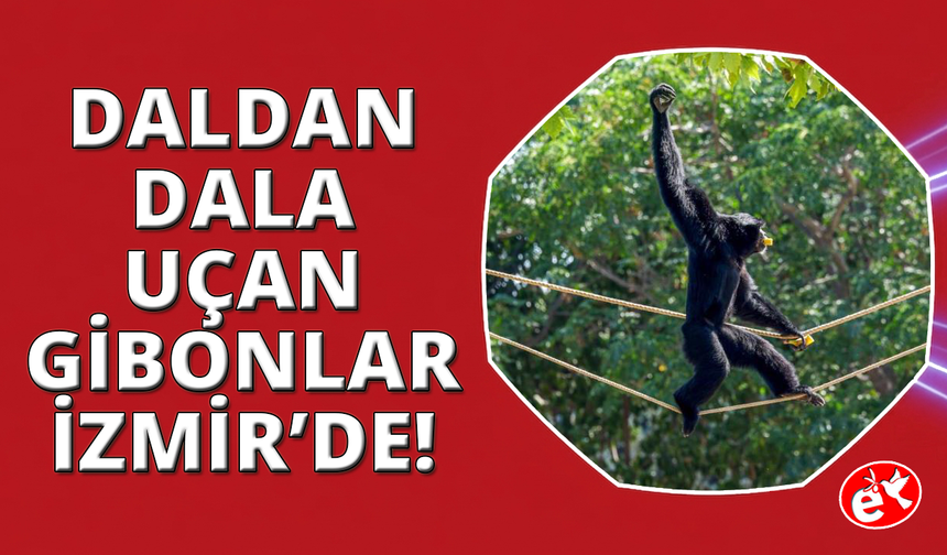 Daldan dala uçan gibonlar İzmir’de