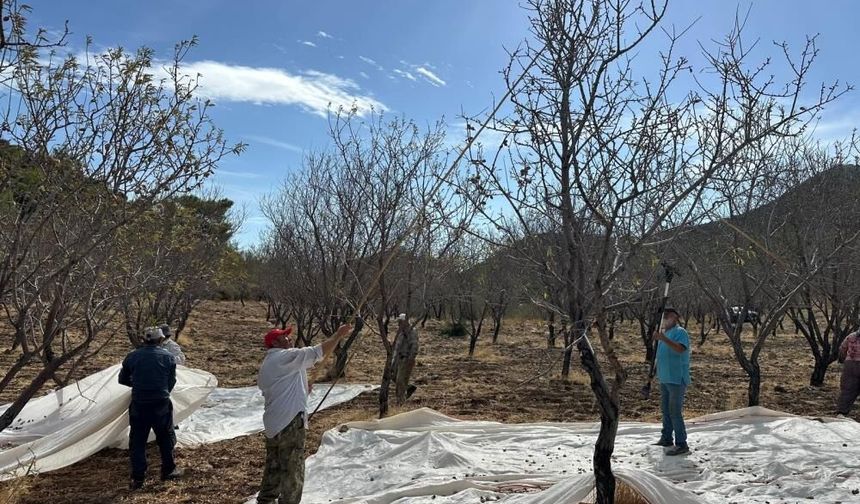 Datça’da badem hasadı sürüyor