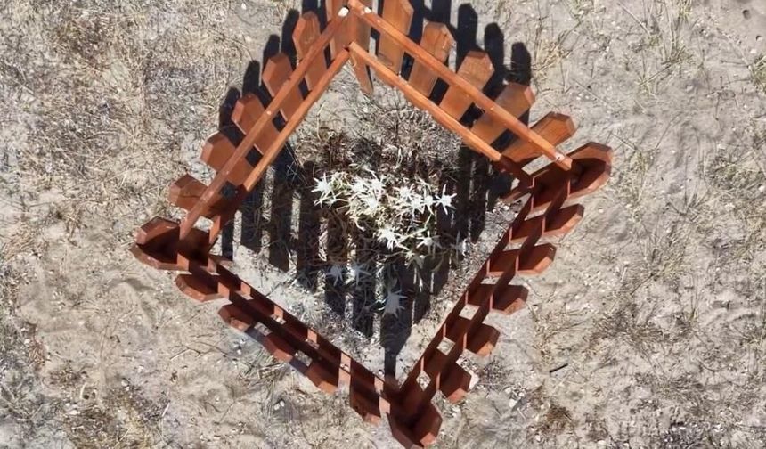Ayvalık Badavut Sahili’nde kum zambaklarına ahşap kafesli koruma