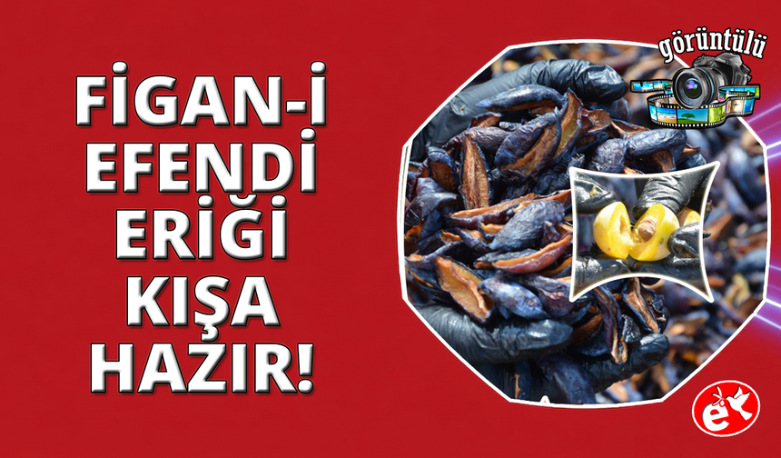 Manisa'nın coğrafi işaretli Figan-i Efendi Eriği yılın 12 ayı sofralarda