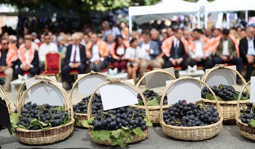 Kavacık Üzüm Festivali'ne coşkulu açılış