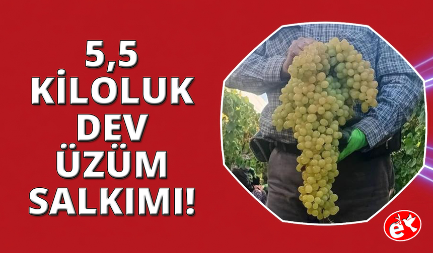 Manisa'da 5,5 kiloluk dev üzüm salkımı
