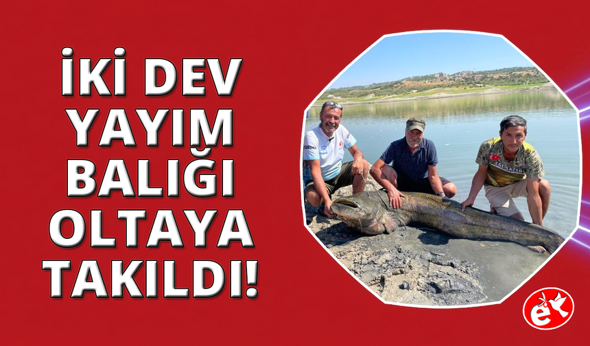 Baraj gölündeki iki dev yayın balığı oltaya takıldı