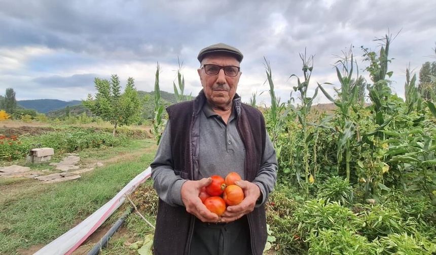 Dededen kalan domates tohumunu geleceğe taşıyor