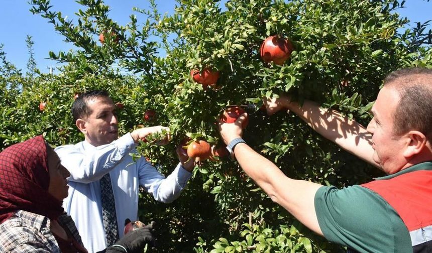 Muğla Ortaca'da Nar hasadı