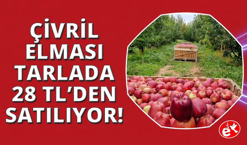 Denizli Çivril'de elma hasadı başladı