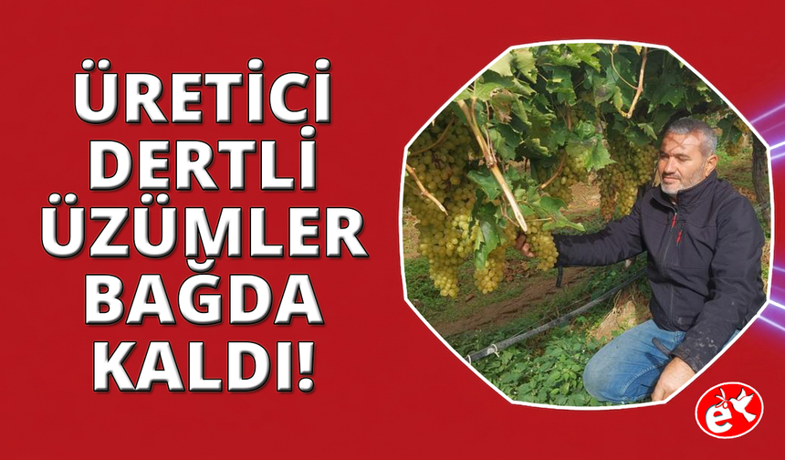 Manisa'da binlerce ton üzüm örtü altında bekliyor