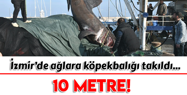 İzmir’de ağlara 2 ton ağırlığında, 10 metrelik köpekbalığı yakalandı