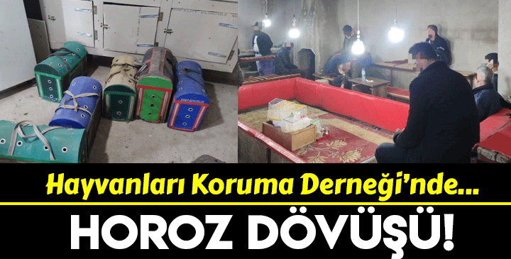 Manisa'da Hayvanları Koruma Derneği'ne ‘Horoz dövüşü’ baskını