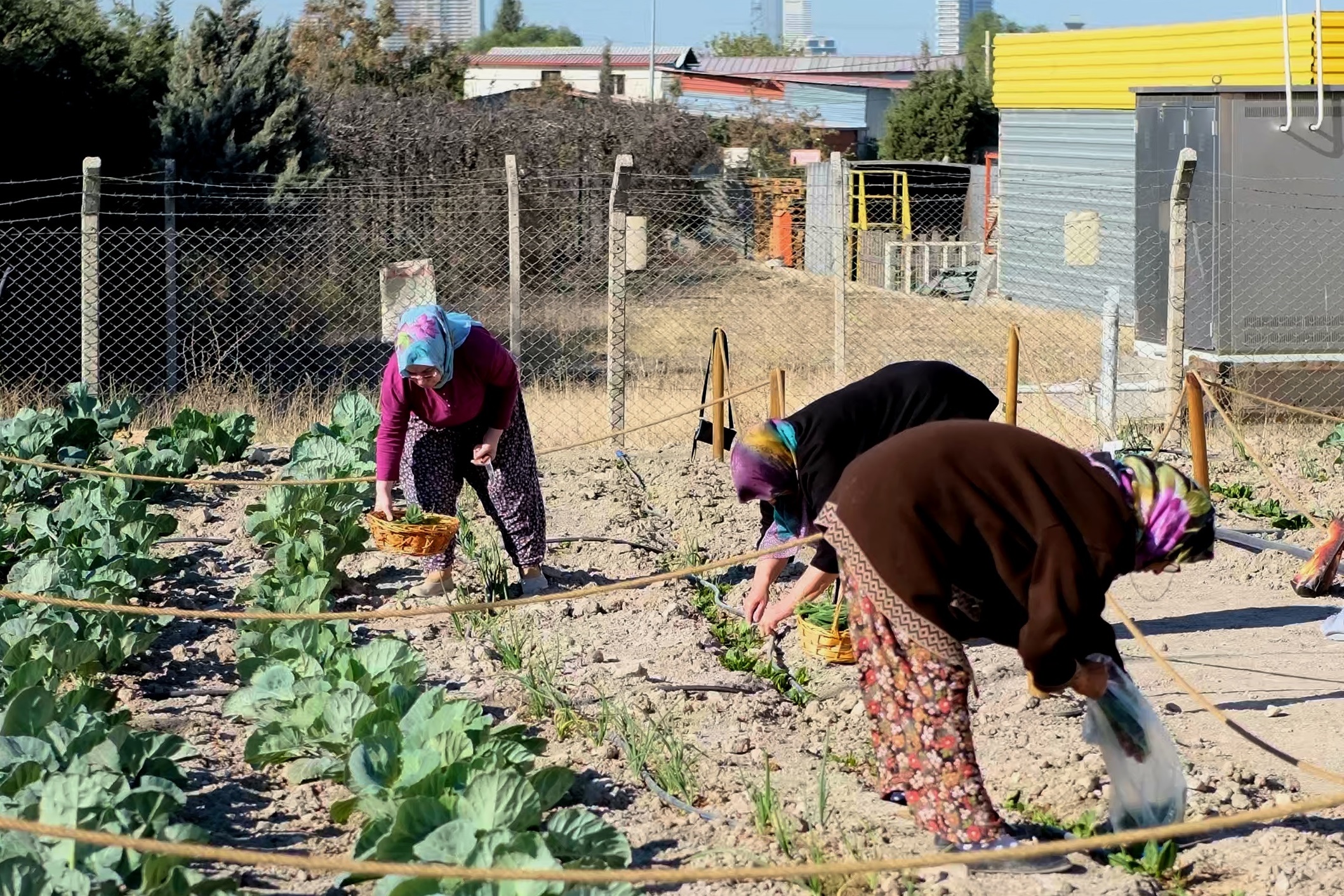 Kent Bostanı İlk Hasat Foto 5