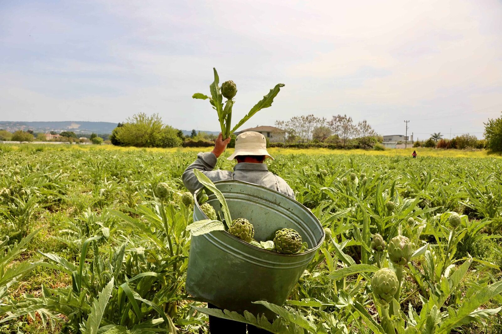 Enginarın Kalbi 1 2 3 Mayıs’ta Urla’da Atacak (1)