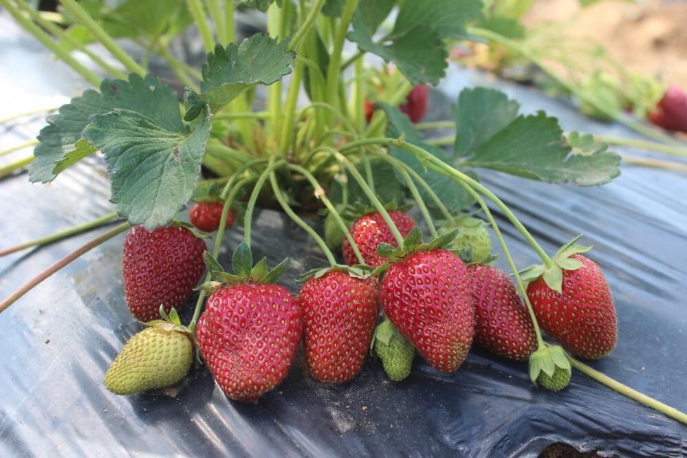 A W732875 07