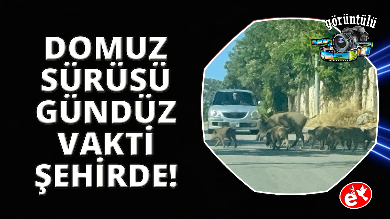 Bodrum'da gündüz vakti domuz sürüsü mahalleye indi