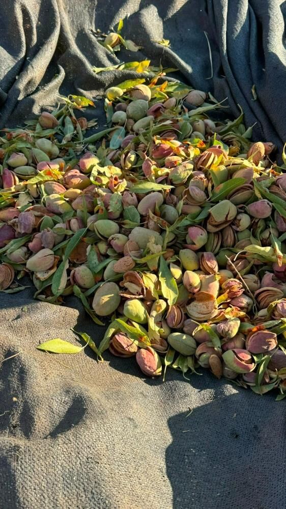 Datça'da badem hasadı başladı
