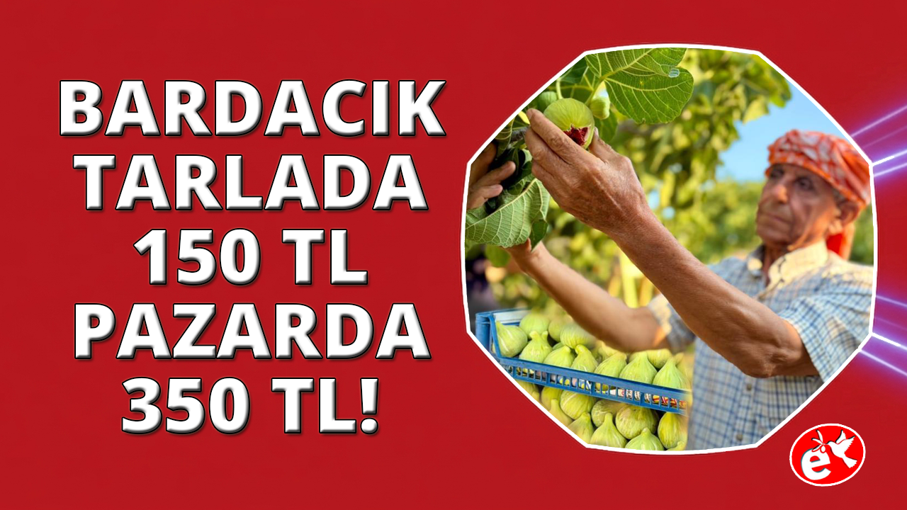 İzmir'de "Bardacık İnciri"mevsimi başladı