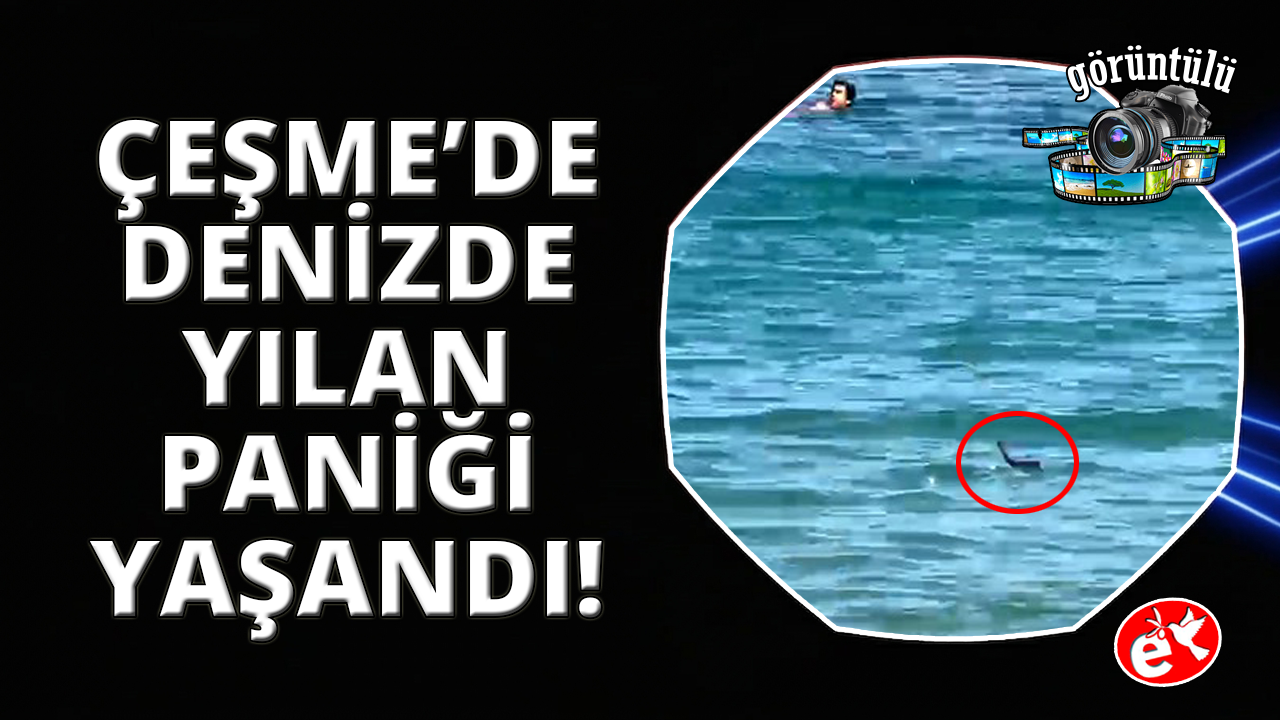Çeşme’de denizde yılan paniği