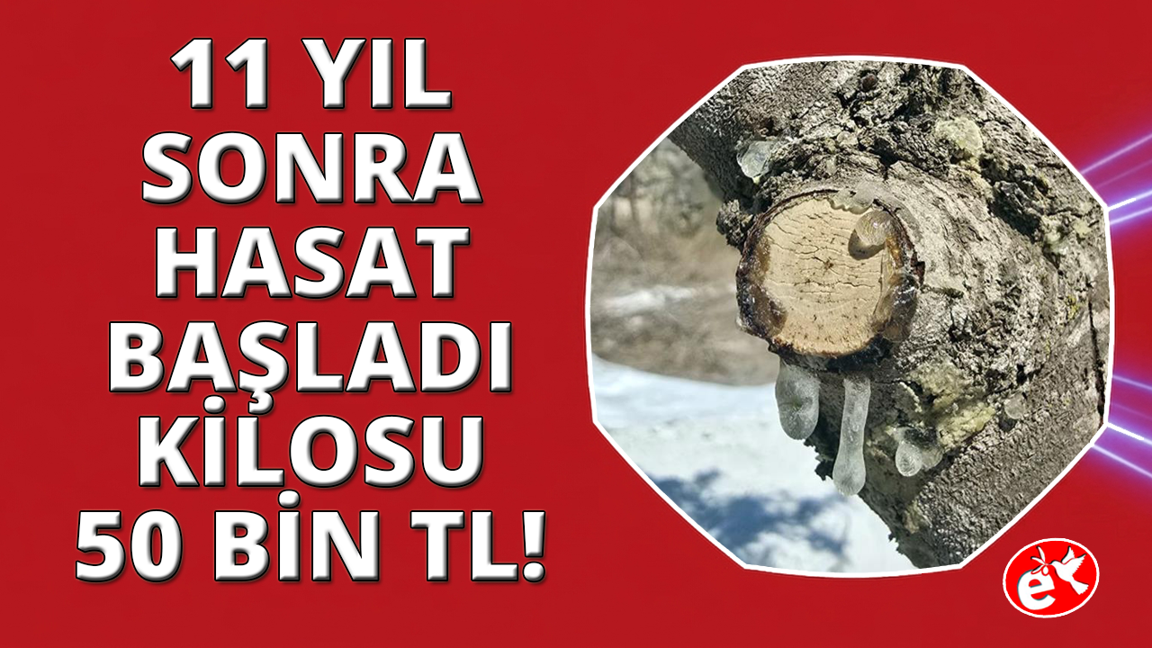 11 yıl sonra hasat başladı: Kilosu 50 bin lira