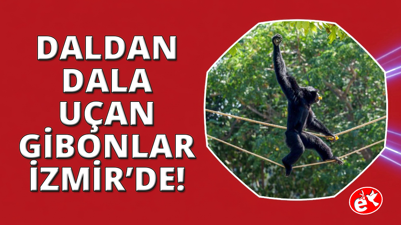 Daldan dala uçan gibonlar İzmir’de