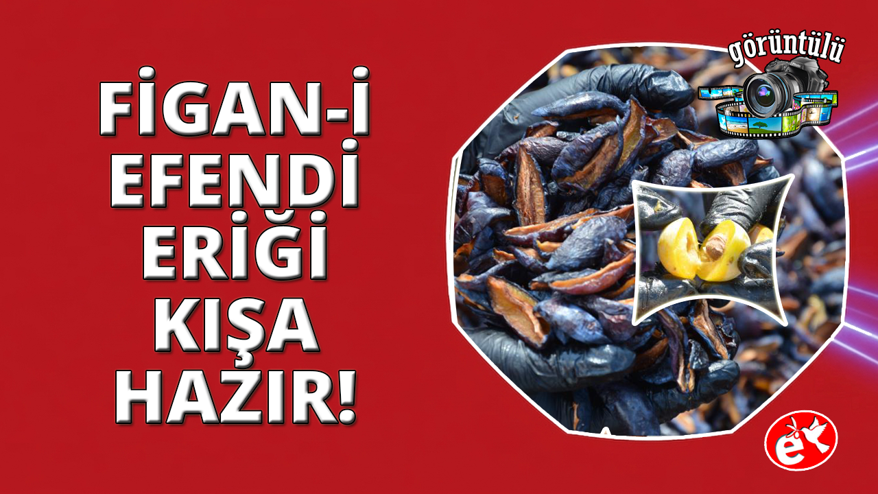 Manisa'nın coğrafi işaretli Figan-i Efendi Eriği yılın 12 ayı sofralarda