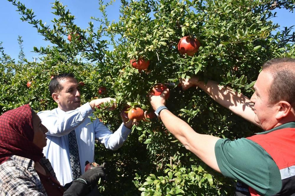 Muğla Ortaca'da Nar hasadı