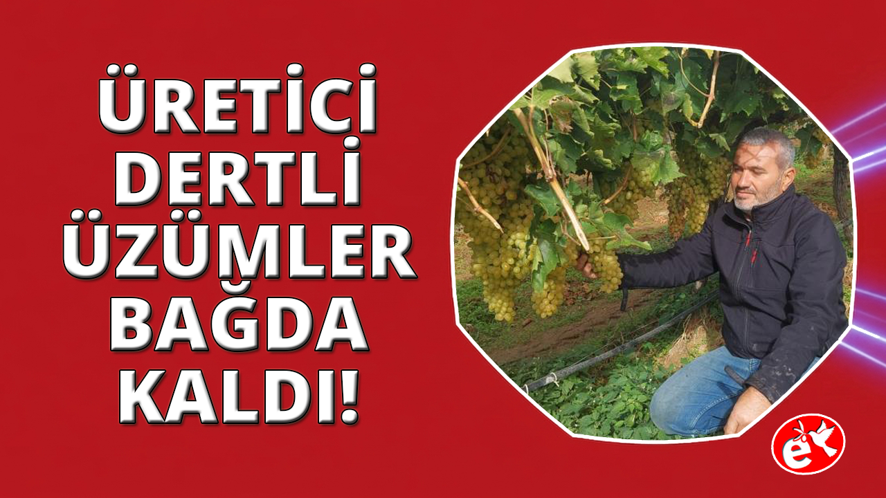 Manisa'da binlerce ton üzüm örtü altında bekliyor